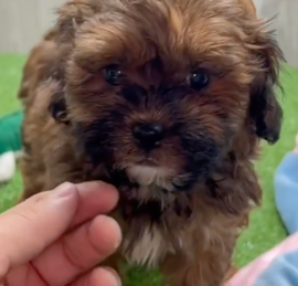 Shih Poo Puppies For Sale